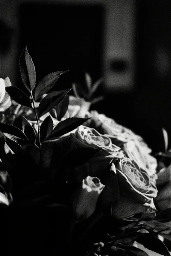 Surreal Noir Noir style reference image — cinematic noir portraiture