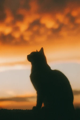 Analog Twilight Solitude style reference image — soft focus blur