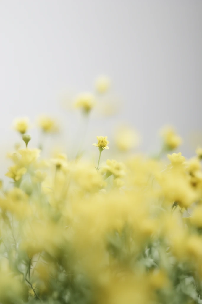 Ethereal macro photography of delicate yellow wildflowers against a pale gray backdrop. An extreme shallow depth of field renders the foreground as soft, hazy yellow and muted green blooms. Only a single tiny flower head retains soft focus, creating a dreamy, abstract aesthetic with high-key diffused lighting.