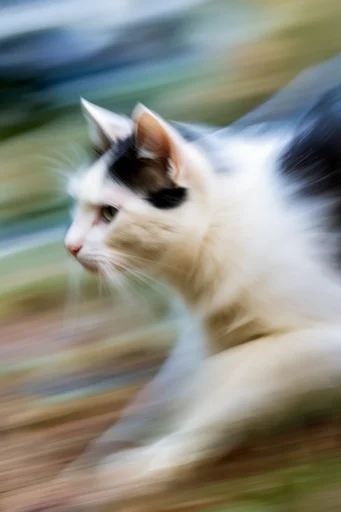Dynamic Kinetic Abstraction style reference image — fluid momentum