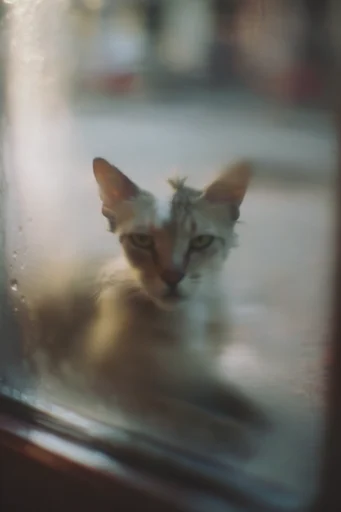Cinematic Obscured Melancholy style reference image — atmospheric urban bokeh