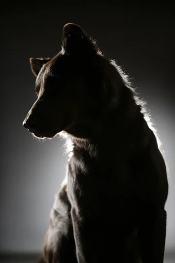 Minimalist Noir Chiaroscuro style AI image example 3