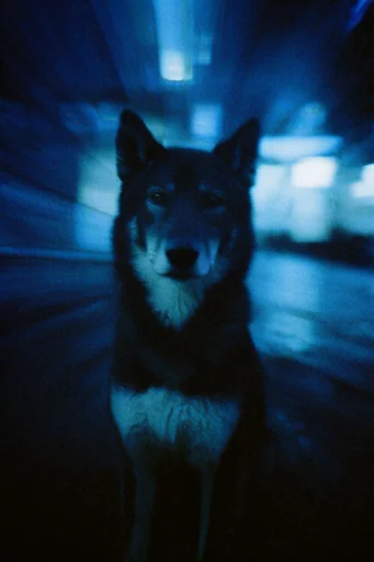 Ethereal Nocturnal Cyanotype style reference image — dreamcore aesthetic