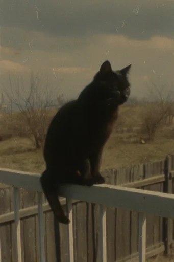 Cinematic Analog Introspection style reference image — shallow depth of field