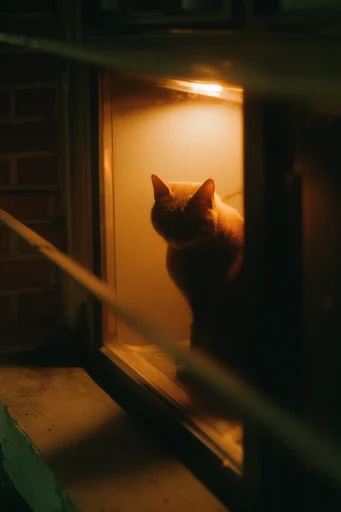 Cinematic Nocturnal Noir style reference image — atmospheric haze
