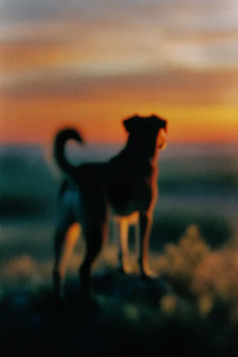Analog Twilight Solitude style reference image — melancholic mood