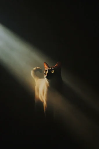 Cinematic Chiaroscuro Solitude style reference image — chiaroscuro lighting