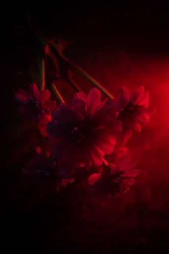 Crimson Cyber Noir style reference image — cinematic low-key photography