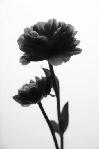 Ethereal Monochrome Silhouette style reference image — ethereal lighting