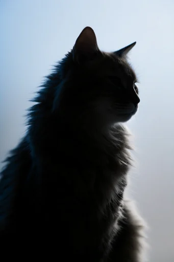Minimalist Noir Silhouette style reference image — sharp profile