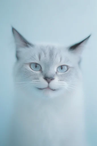 Ethereal Blue Minimalism style reference image — high-key lighting