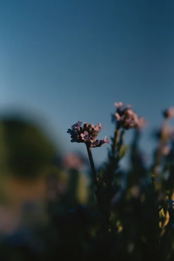 Cinematic Melancholic Minimalism style reference image — dusk lighting