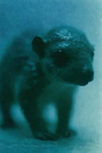 Ethereal Cyanotype Dreamscape style reference image — heavy film grain