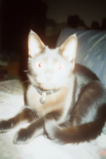 Nostalgic Analog Haze style reference image — candid snapshot aesthetic