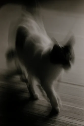 Ethereal Motion Portraits style reference image — spectral photography