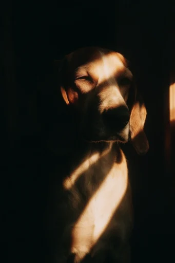 Cinematic Chiaroscuro Portraiture style reference image — analog film grain