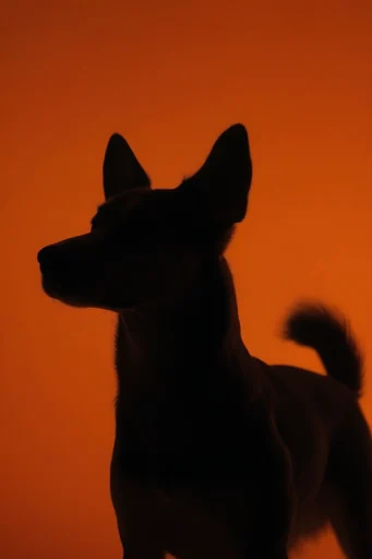 Cinematic Crimson Minimalism style reference image — sharp profile outline