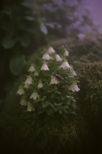 Cinematic Earthy Nostalgia style reference image — diffused natural lighting
