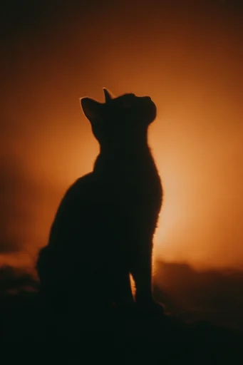 Luminous Amber Silhouette style reference image — minimalist backlighting