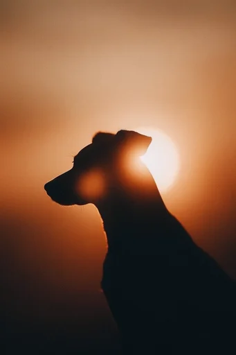 Ethereal Amber Minimalism style reference image — warm golden hour glow