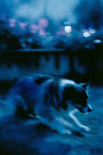 Nocturnal Cyanotype Melancholy style AI image example 3