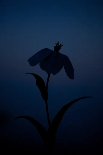 Minimalist Nocturnal Silhouettes style reference image — vast negative space