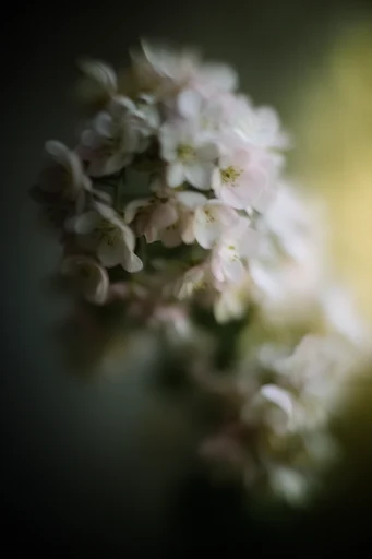 Ethereal Botanical Abstraction style reference image — painterly motion blur
