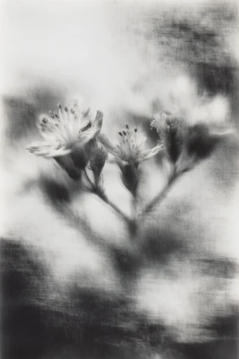 Ethereal Monochrome Noir style reference image — minimalist composition