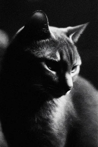Textured Monochrome Noir style reference image — distressed halftone