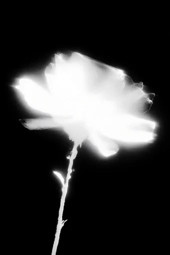 Ethereal Noir Luminescence style reference image — spectral light bloom