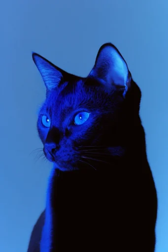 Luminous Cobalt Noir style reference image — cinematic noir