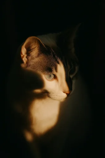 Cinematic Chiaroscuro Portraiture style reference image — introspective mood