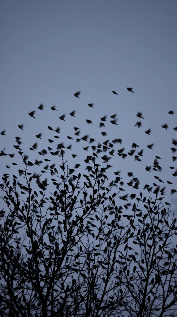A dense flock of small birds swarms around bare tree branches silhouetted against a smooth grayish-blue twilight sky. Dozens of dark bird silhouettes freeze in mid-flight, scattering outwards and upwards from an intricate network of skeletal branches dominating the lower frame. The stark black shapes of perched and flying birds contrast sharply with the cool, monochromatic backdrop. A low-angle perspective highlights the dynamic, chaotic movement of the flock dispersing into the open air.