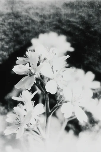 Obscured Monochrome Noir style reference image — liminal atmosphere