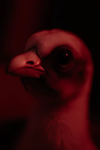 Cinematic Crimson Noir style reference image — macro beauty photography