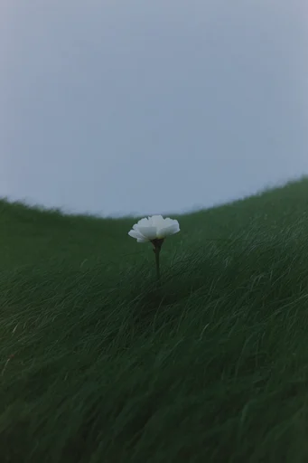 Ethereal Pastoral Minimalism style reference image — atmospheric haze
