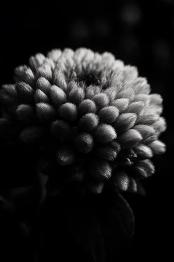 Intimate Monochrome Macro style reference image — sharp texture detail