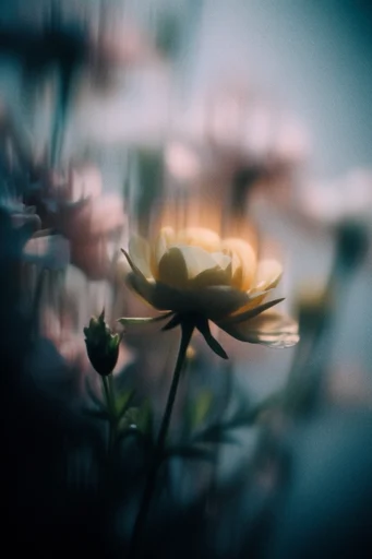 Luminescent Nocturnal Dreamcore style reference image — dreamcore photography