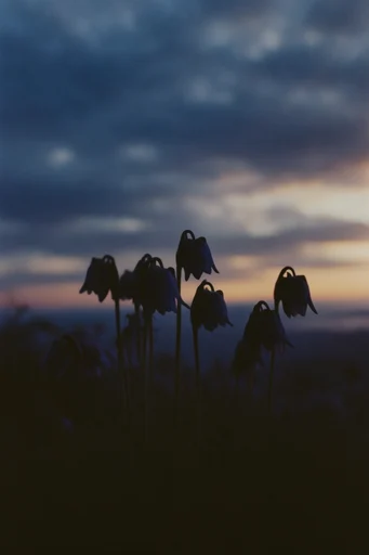 Nostalgic Twilight Solitude style reference image — minimalist composition