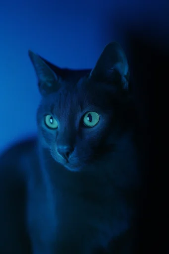 Cinematic Cobalt Noir style reference image — ethereal soft-focus