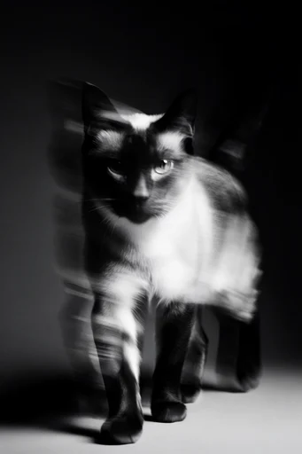 Haunting Kinetic Monochrome style reference image — haunting dreamcore