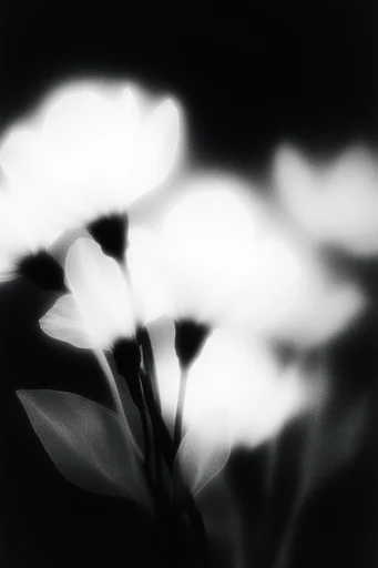 Spectral Luminescent Noir style reference image — chiaroscuro lighting