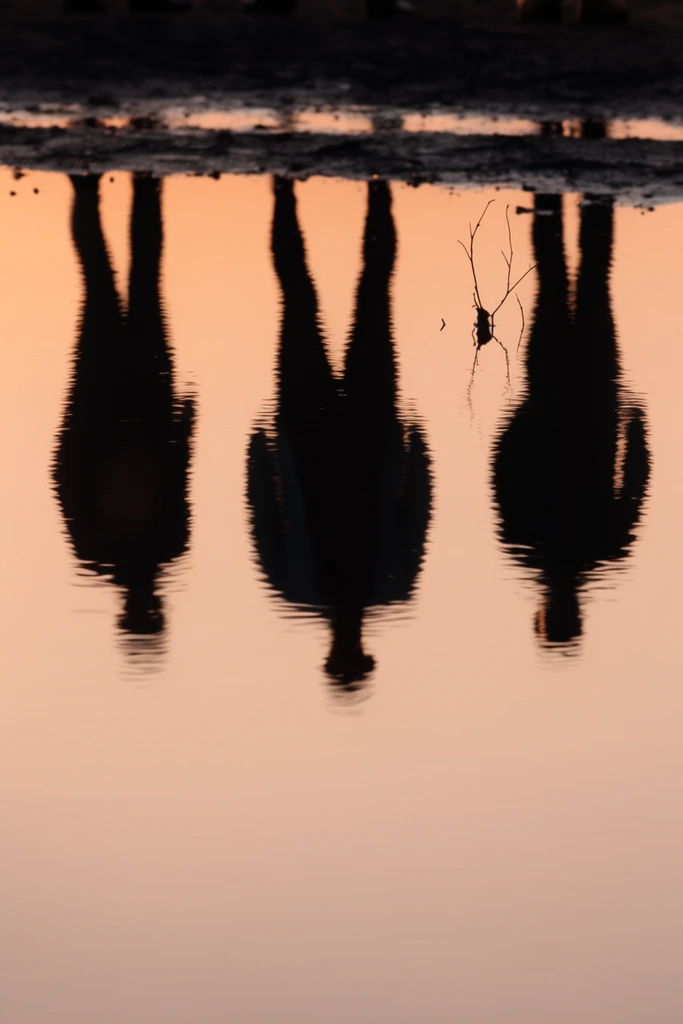 Upside-down dark silhouettes of three standing figures reflect in a smooth pale orange puddle. Gentle ripples distort the reflections against a warm twilight sky. A small bare twig emerges from the water near the center below a narrow strip of muddy shore.