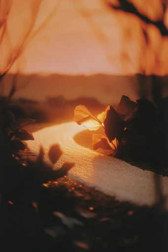 Luminous Amber Silhouette style reference image — amber glow