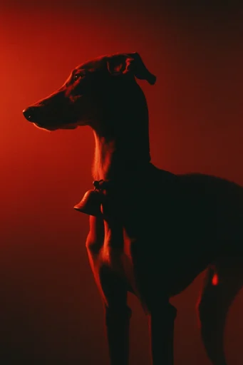 Crimson Noir Chiaroscuro style reference image — minimalist editorial