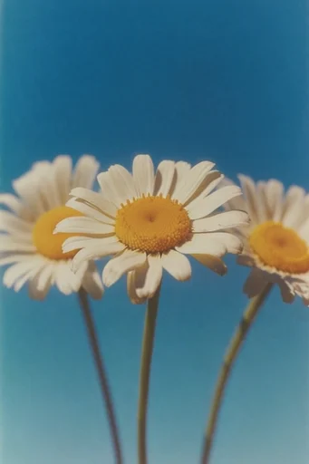 Sun-Drenched Retro Surrealism style reference image — deep graphic shadows