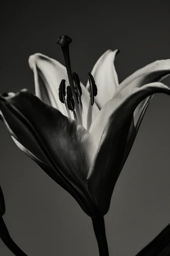 Dramatic Monochrome Noir style reference image — minimalist studio background