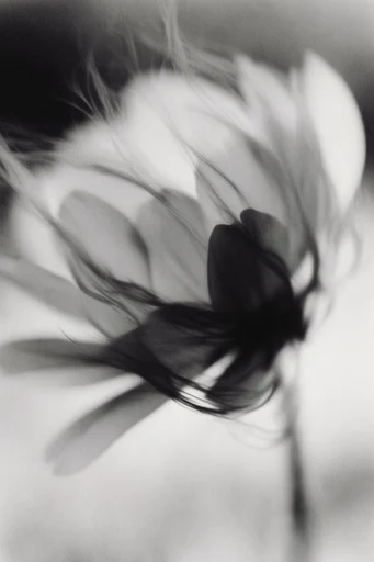 Ethereal Monochrome Motion style reference image — high contrast photography