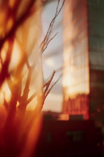Luminous Thermal Dreamscape style reference image — thermal infrared aesthetic