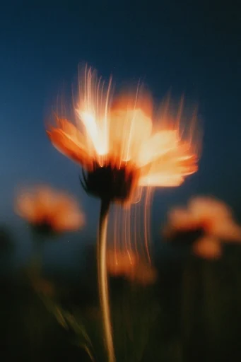Kinetic Nocturnal Amber style reference image — nocturnal silhouette
